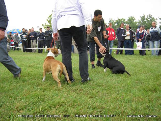 Images 042 by DZander.jpg