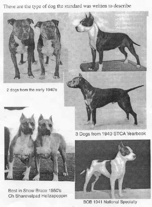 illustrated dogs_the_standard_were_written_about.jpg