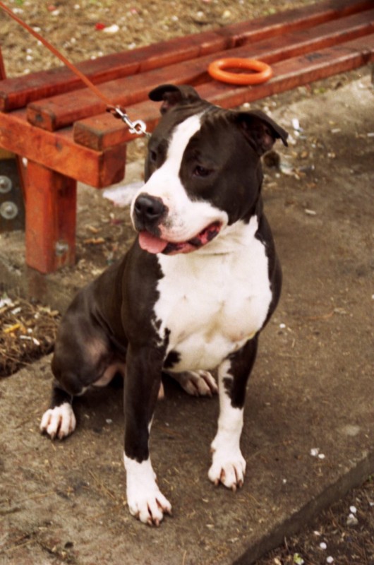 amstaffbg-j1.jpg