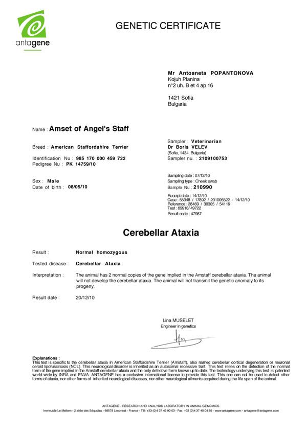 AMSET-of-ANGEL'S-STAFF.jpg