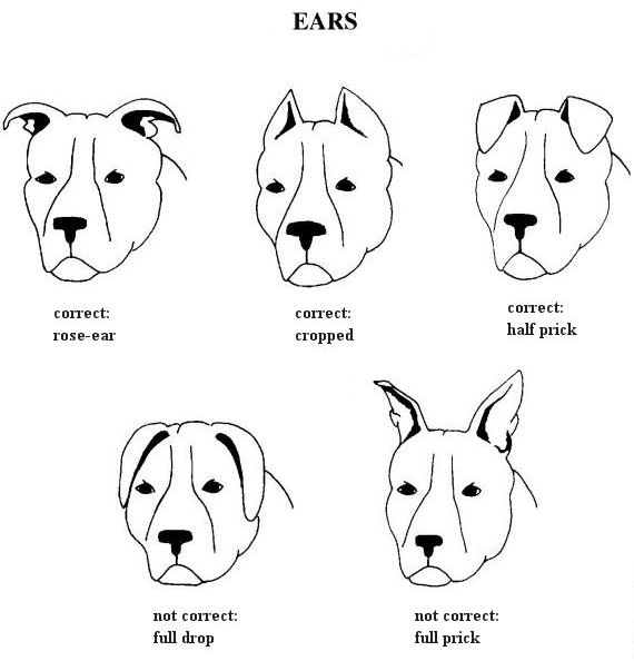 ears1.JPG